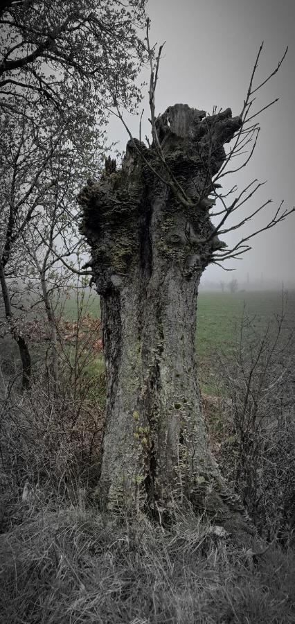 ApartIzer Świeradów Zdrój Pobiedna Exterior foto
